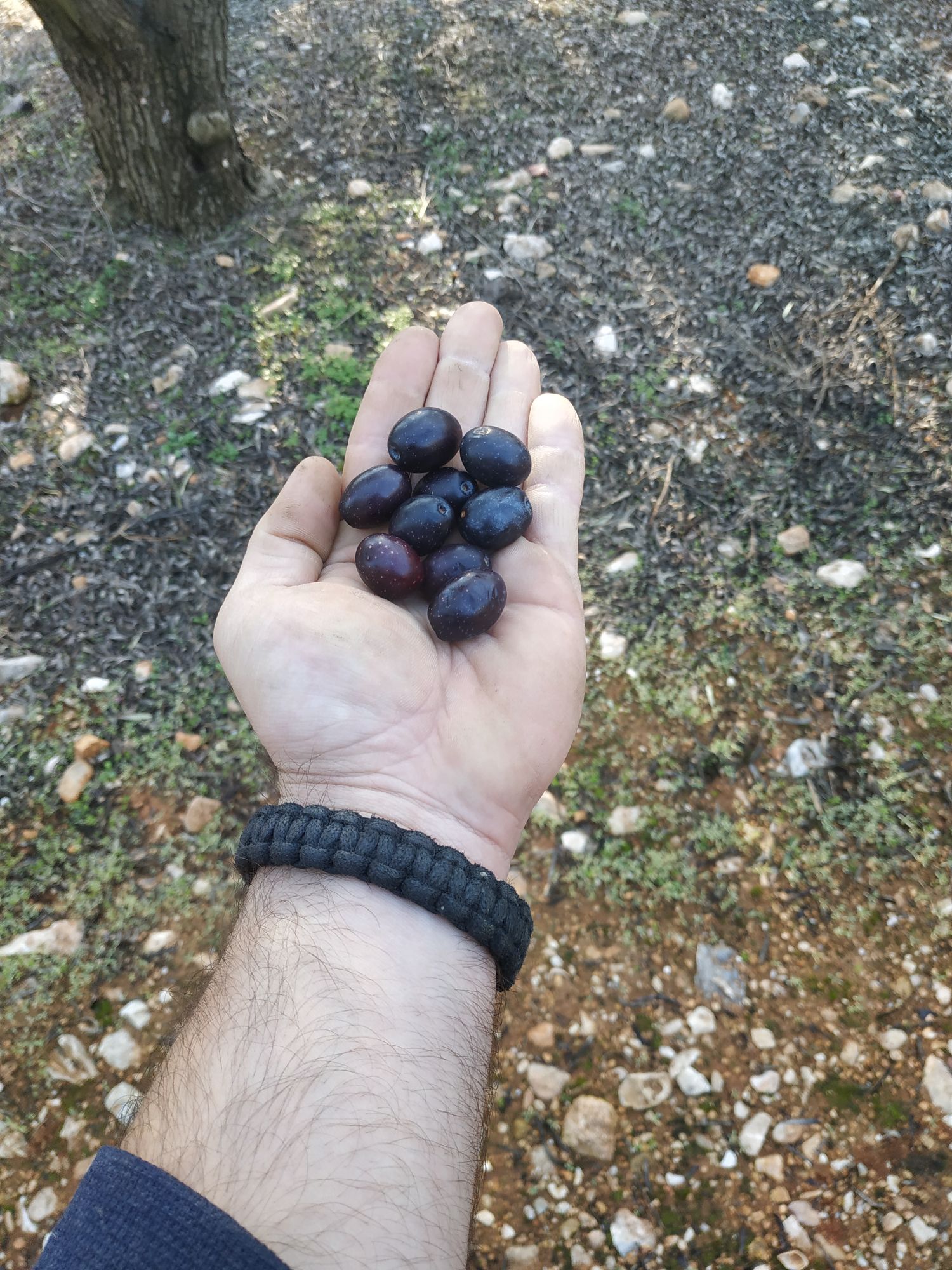 EVOO 5l TIN Can Greece