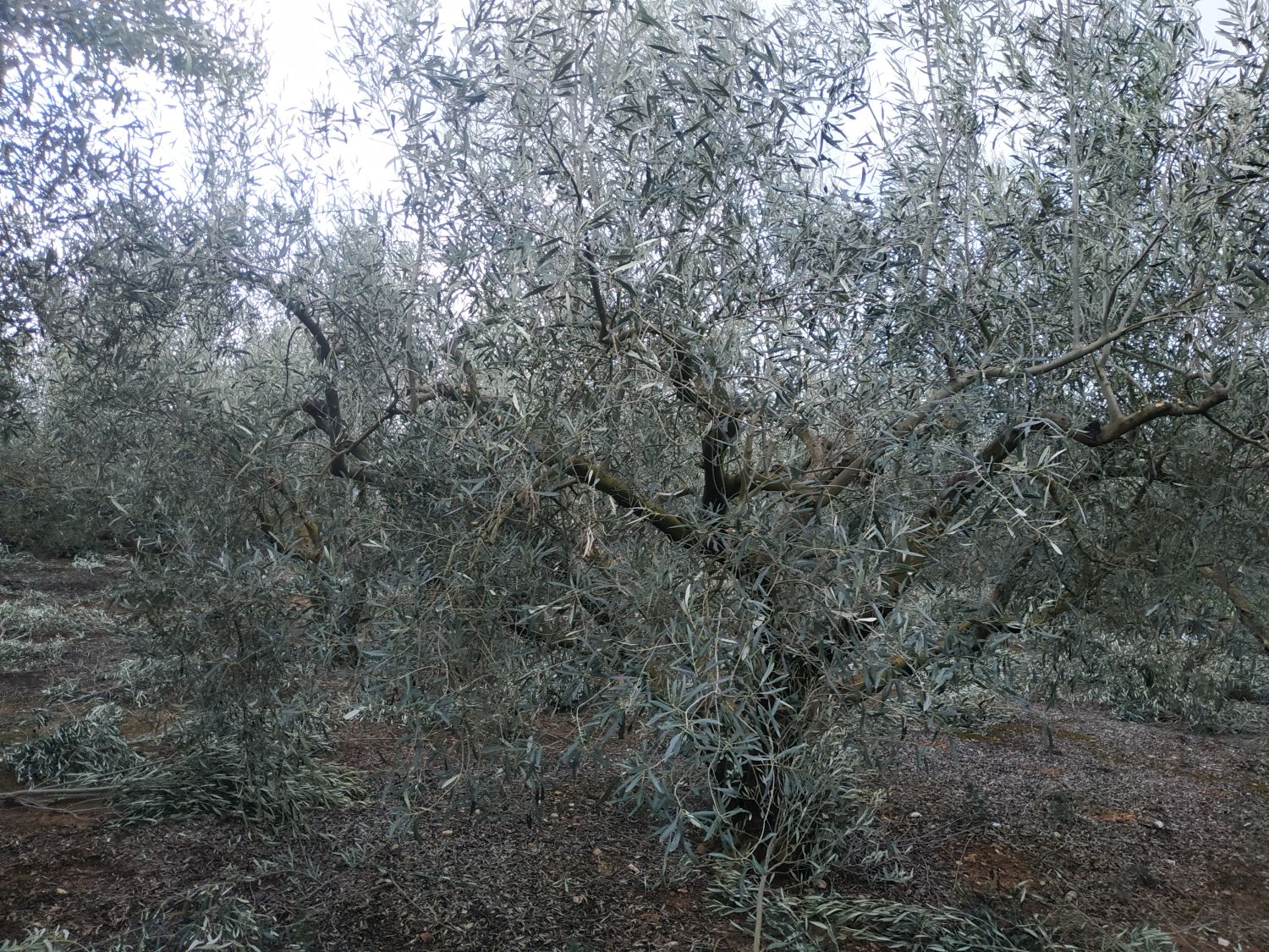 EVOO 5l TIN Can Greece