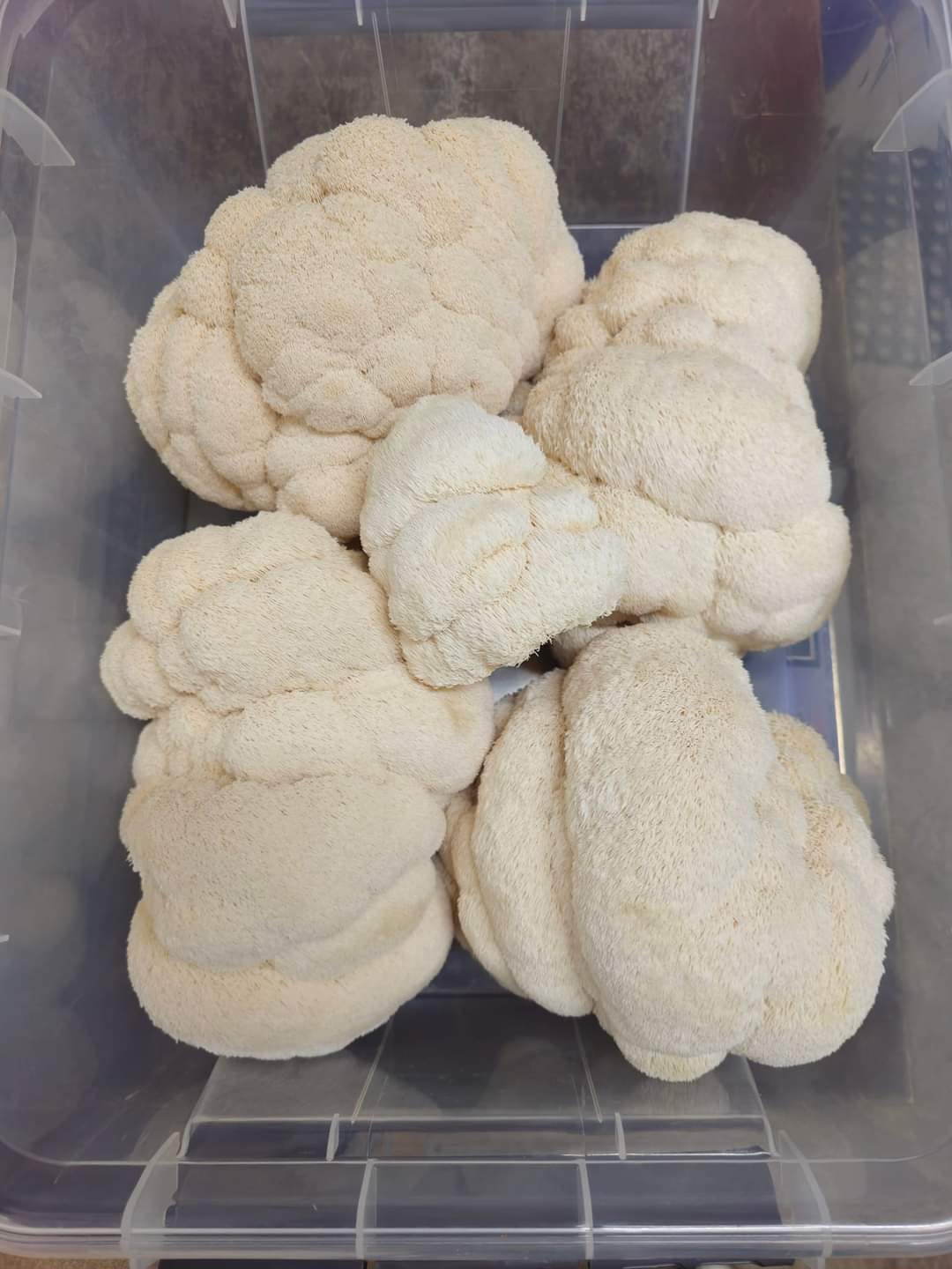 Fresh Lions Mane