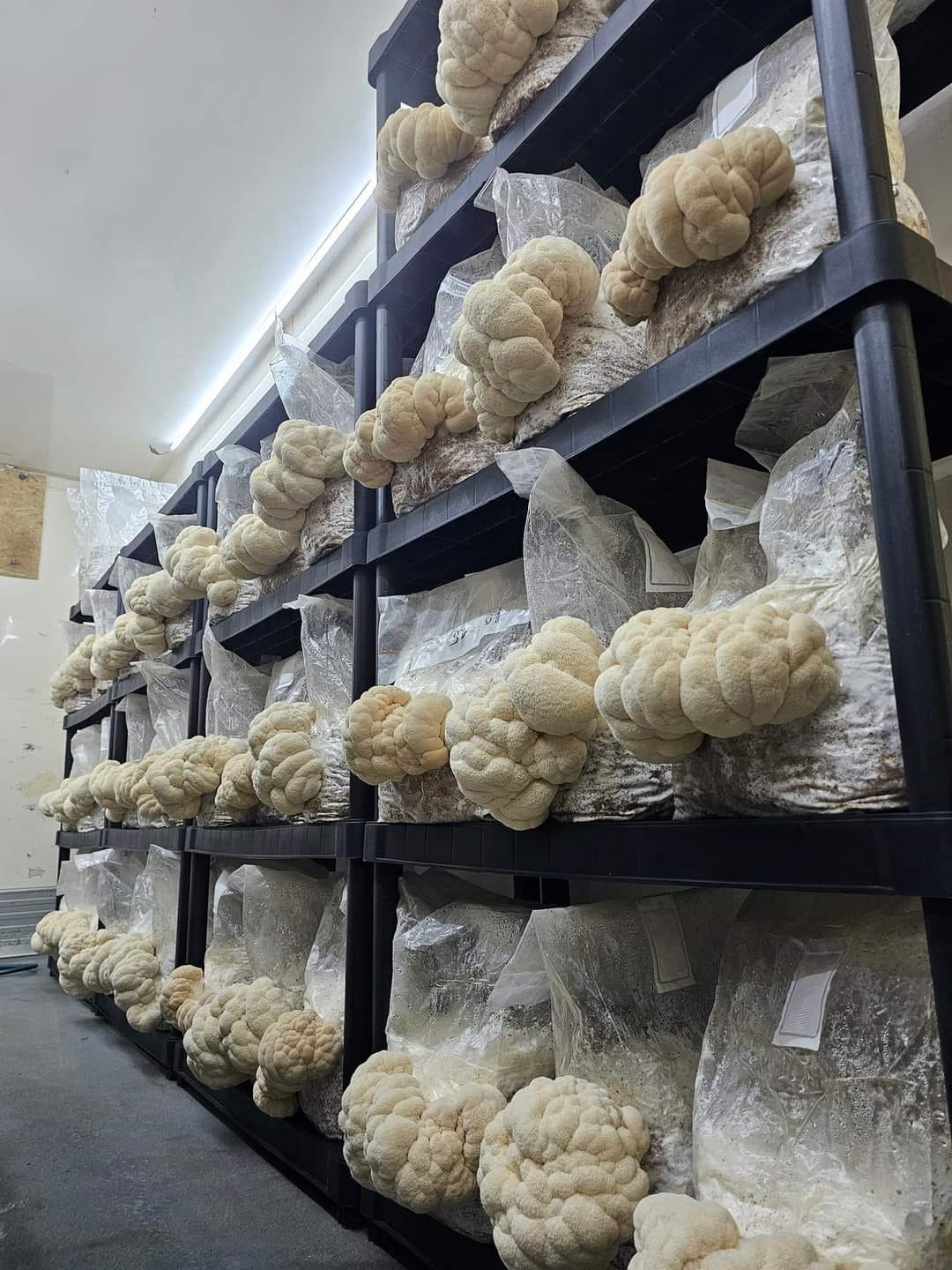 Fresh Lions Mane
