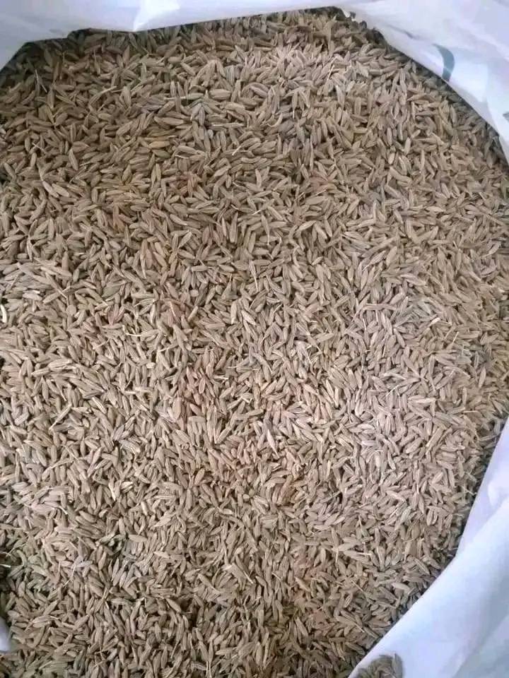 Cumin seeds