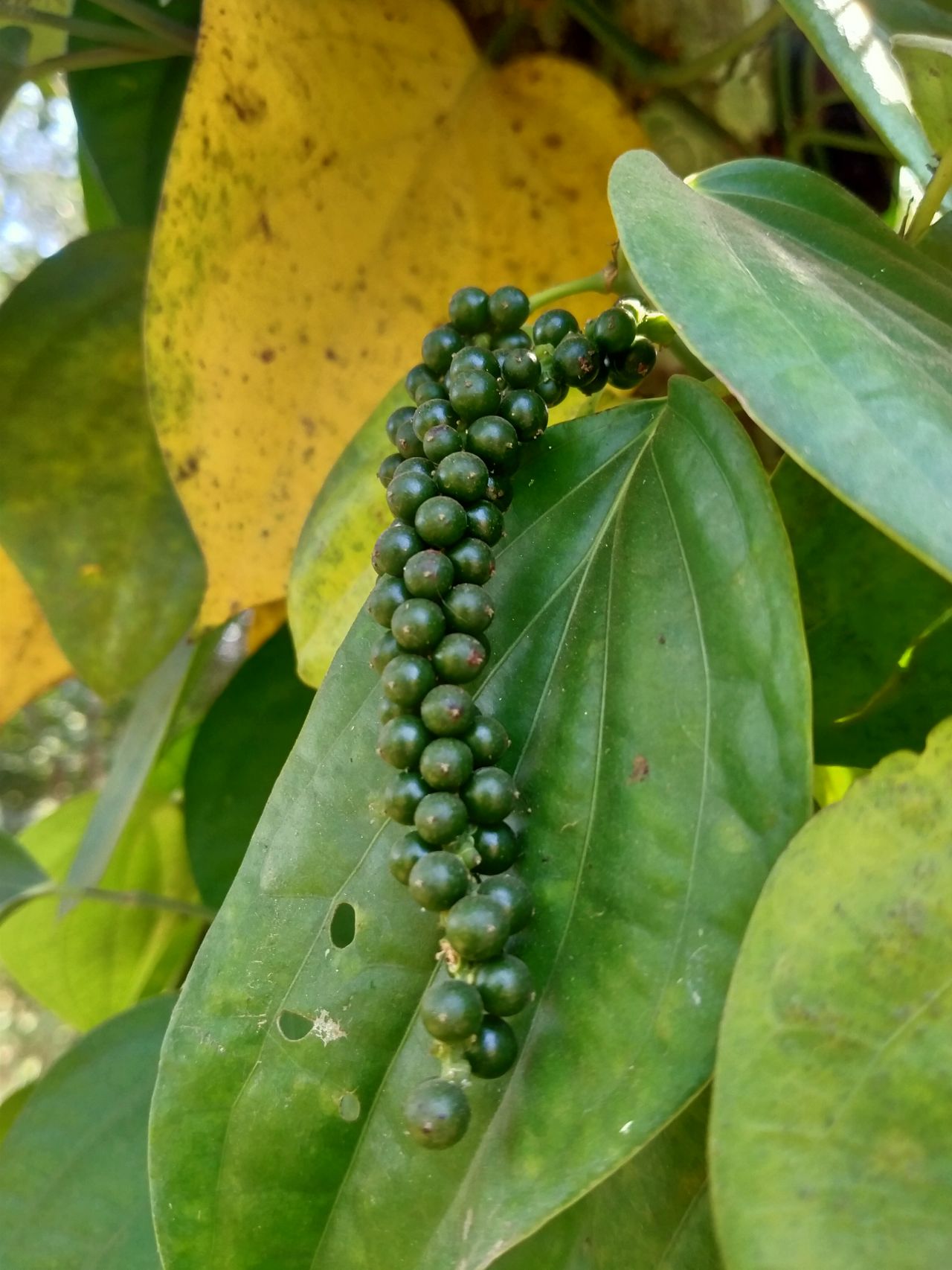 Black pepper