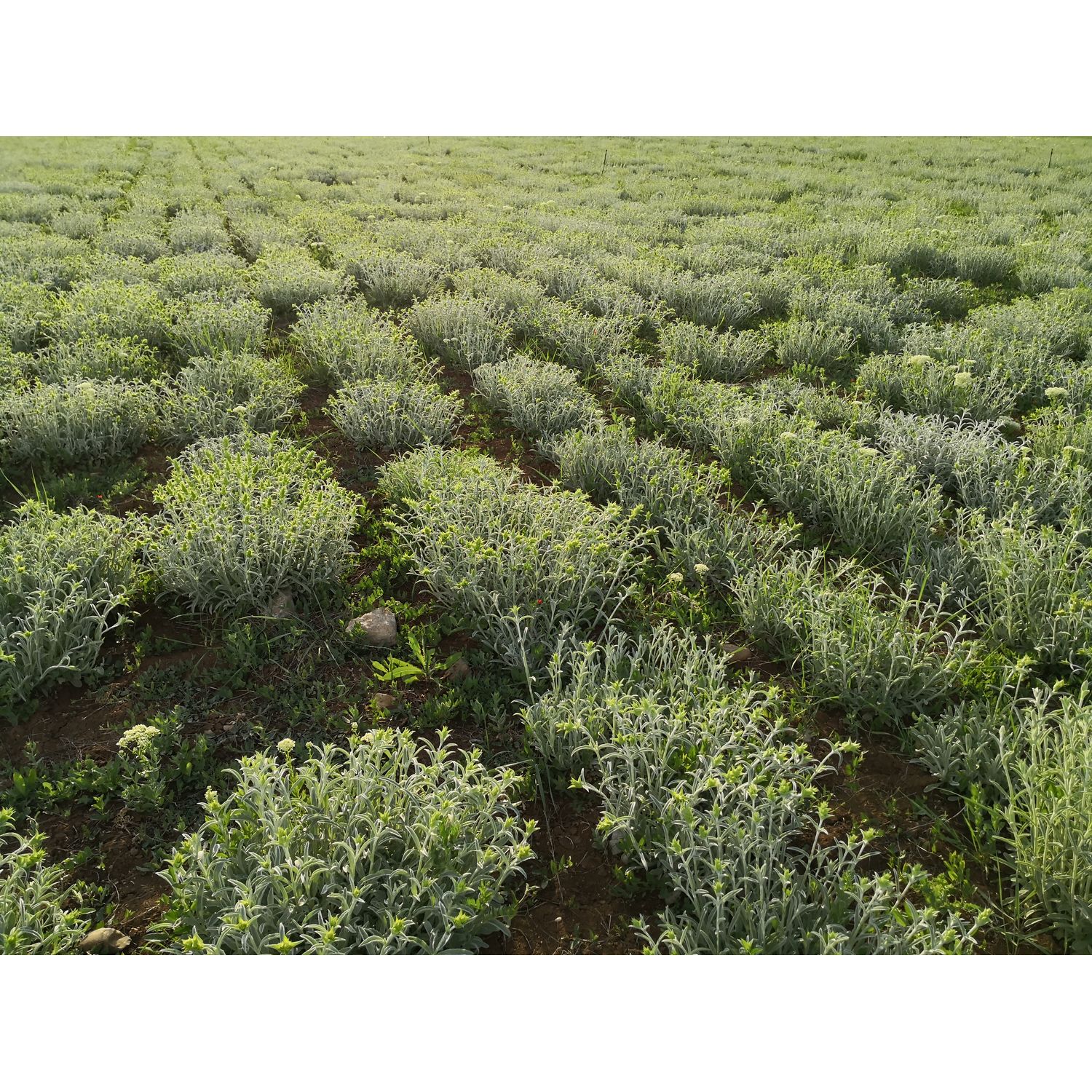 Organic Mountain Tea "Sideritis" Scardica 30g