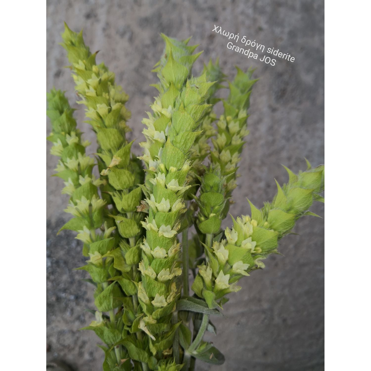 Organic Mountain Tea "Sideritis" Scardica 30g