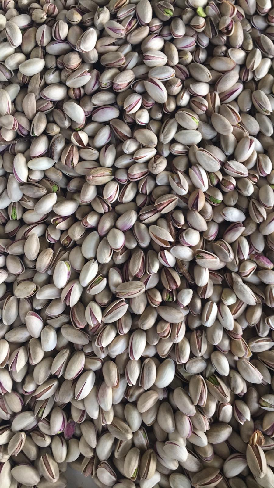 Pistachios in shell - raw natural open - close