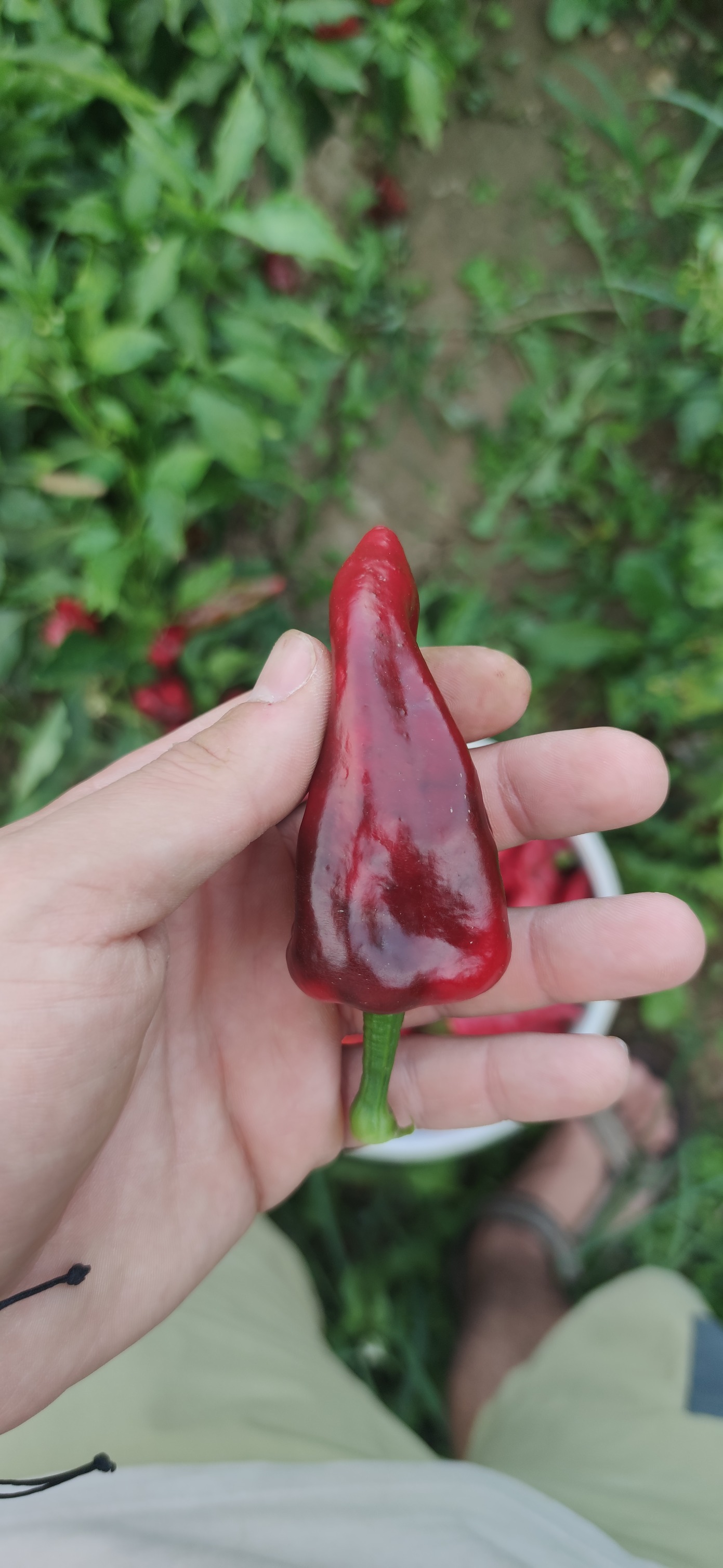 Smoked Pepper (Smoked Paprika) from Pella
