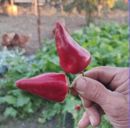 Red Pepper (Paprika) from Pella