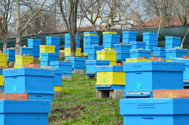 Wildflower honey “Honey River” (EU Organic Bio)