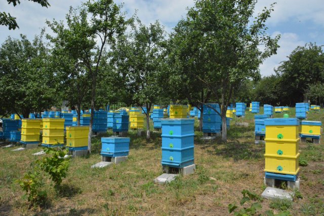 Wildflower honey “Honey River” (EU Organic Bio)