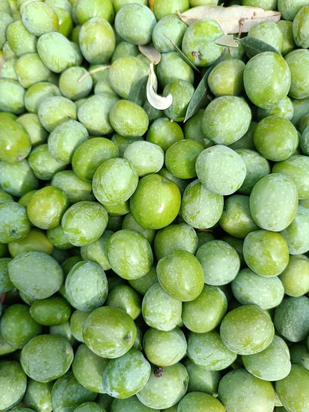 Extra Virgin Olive Oil from Sicily