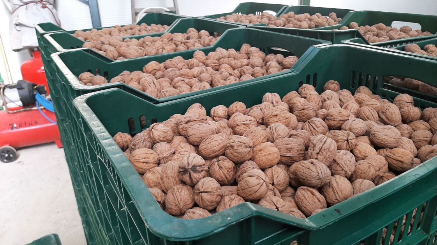 Walnut in shell
