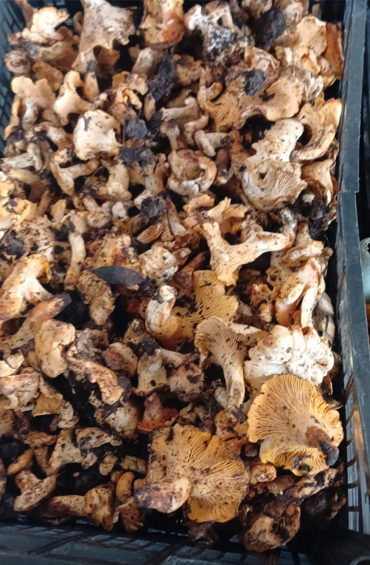 Chanterelles