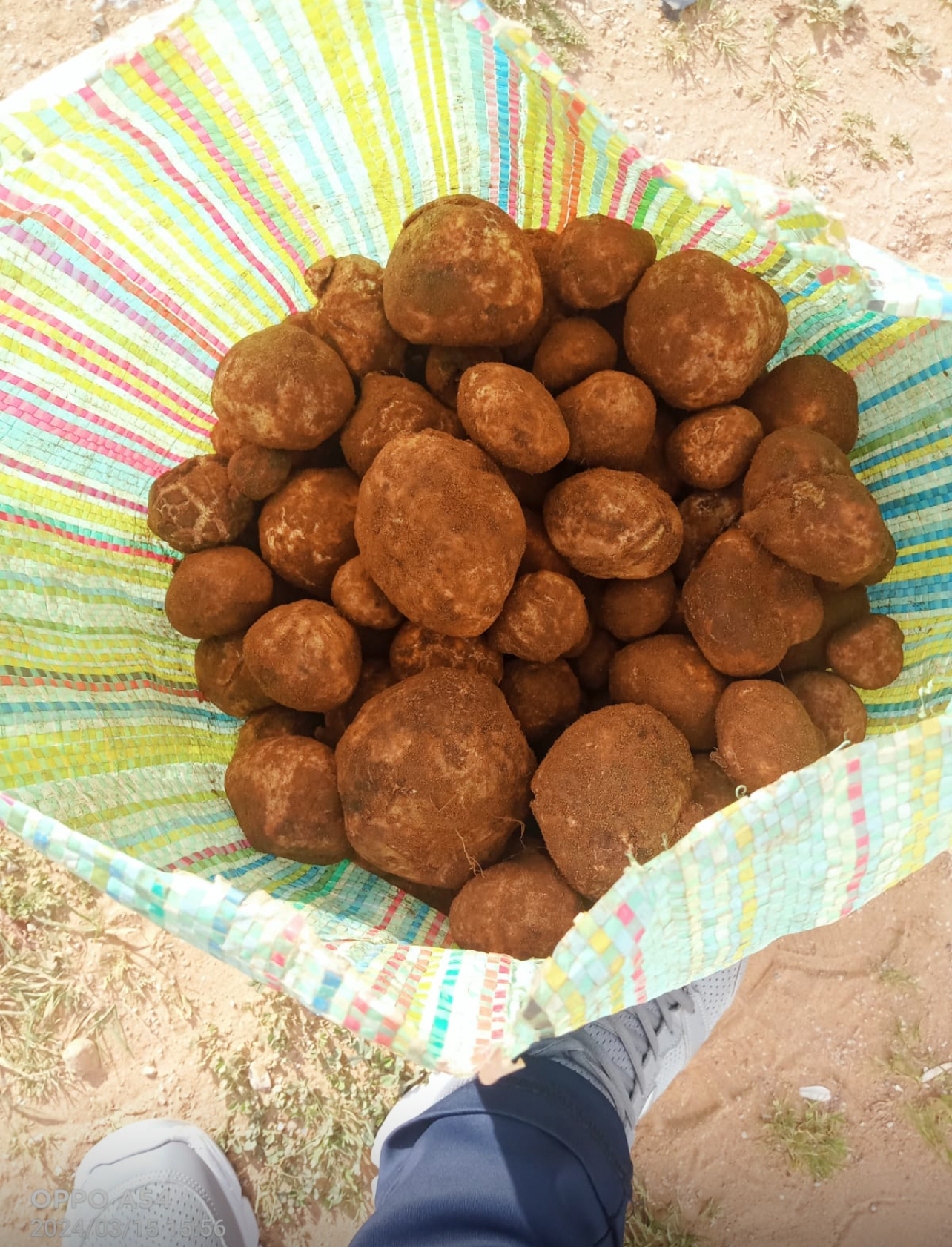 White Truffles