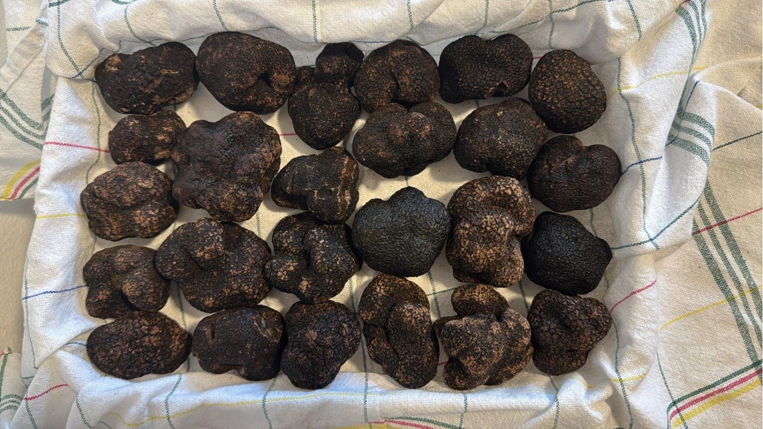 Black Truffle - Tuber Melanosporum