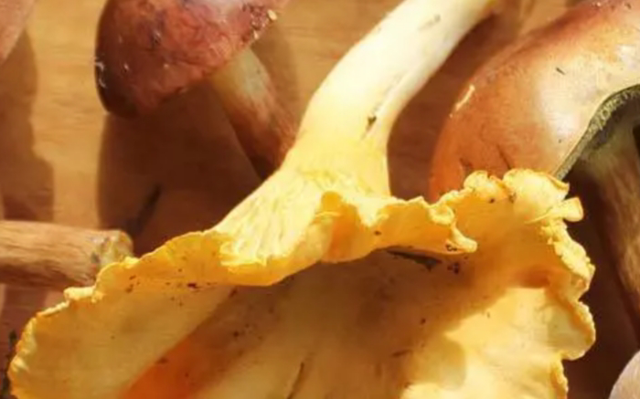Dried mushrooms