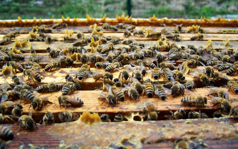 100% Italian Raw Propolis