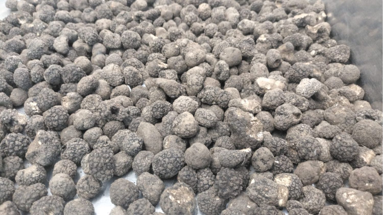 Black Autumn Truffle Uncinatum