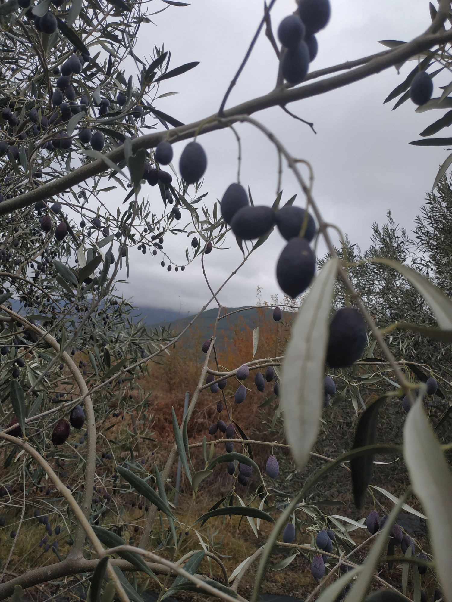 EVOO 5l TIN Can Greece