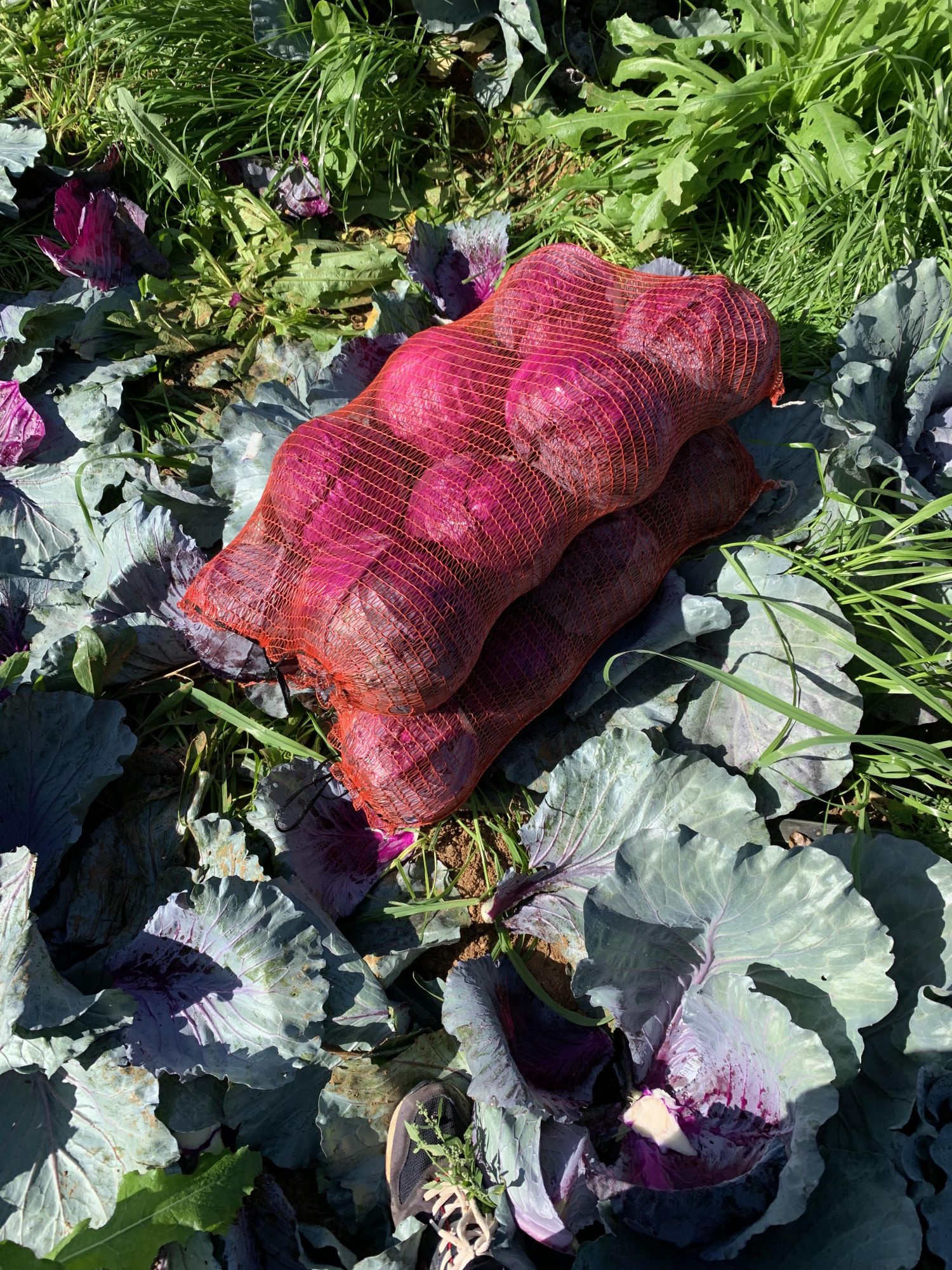 Red Cabbage Cabbage Bag 12kg