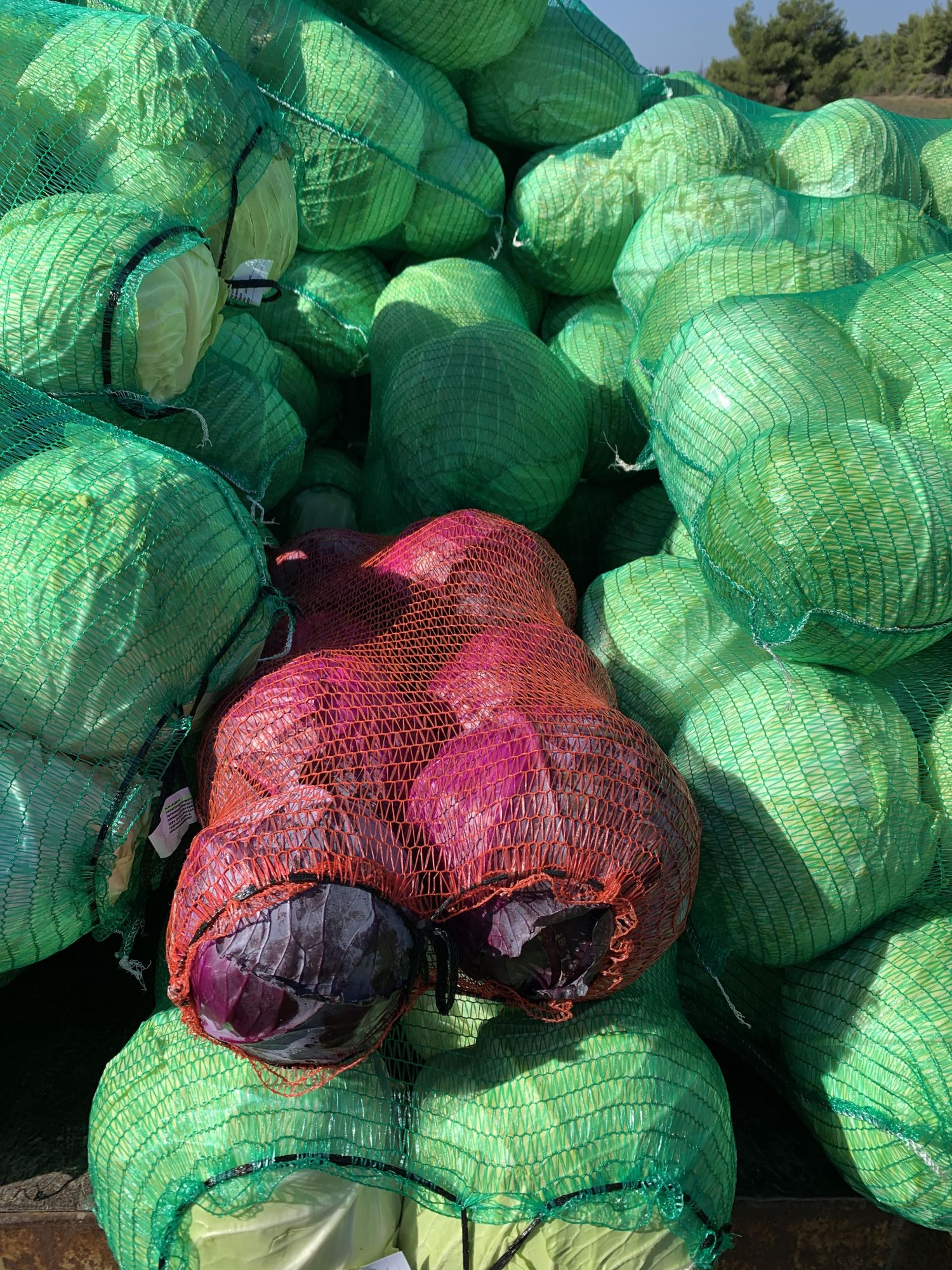 Red Cabbage Cabbage Bag 12kg