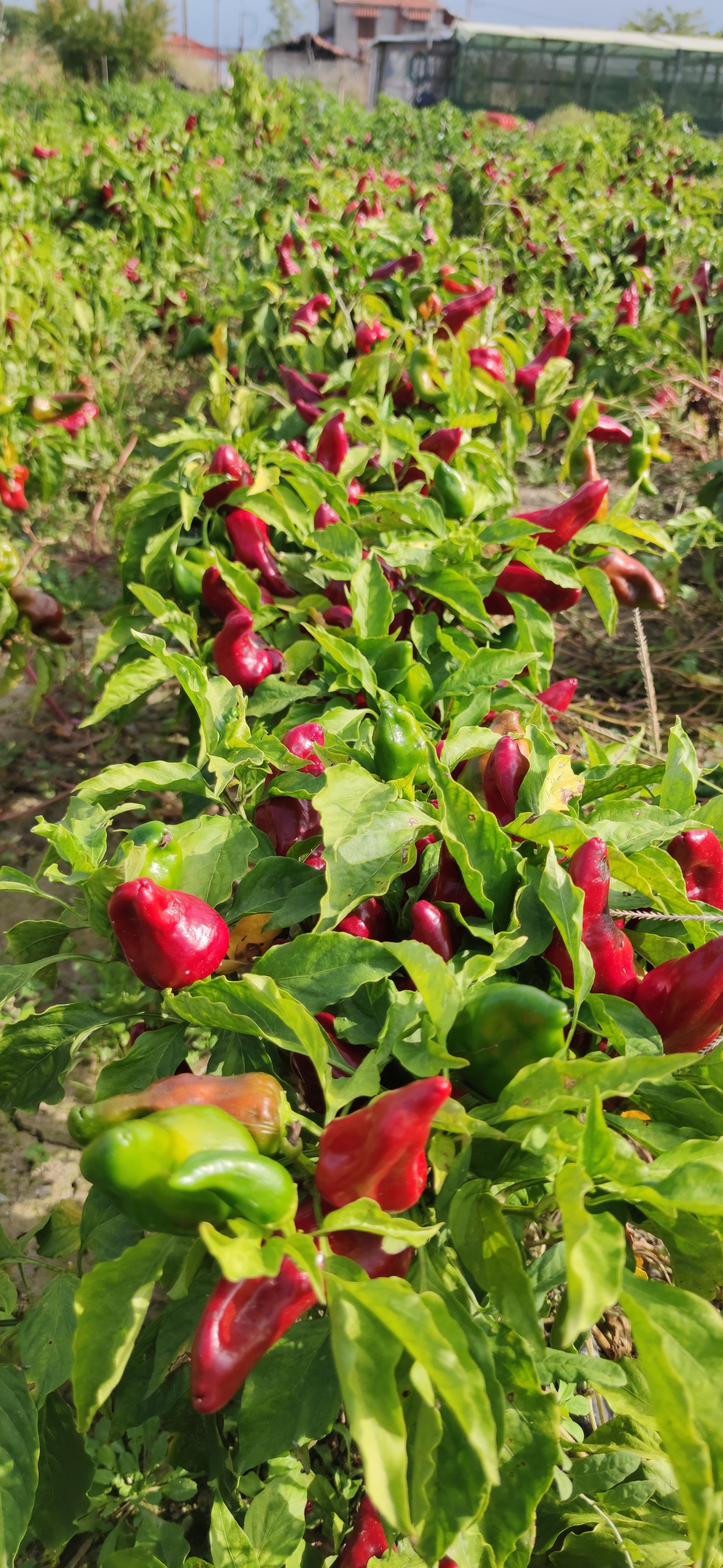 Red Pepper (Paprika) from Pella