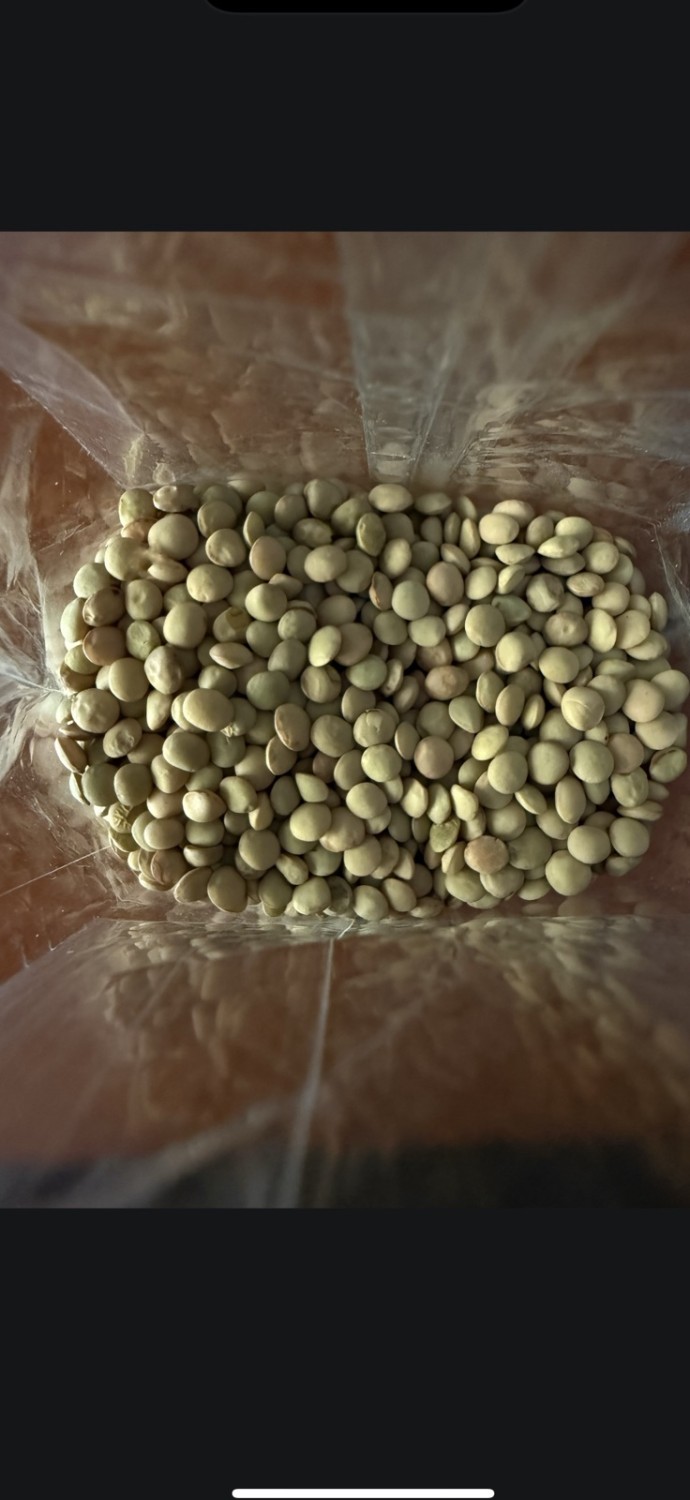 Lentils from Samos 2025 variety