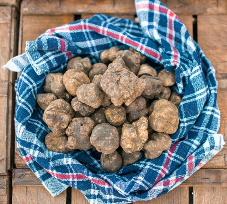 White Truffle - Tuber Magnatum Pico