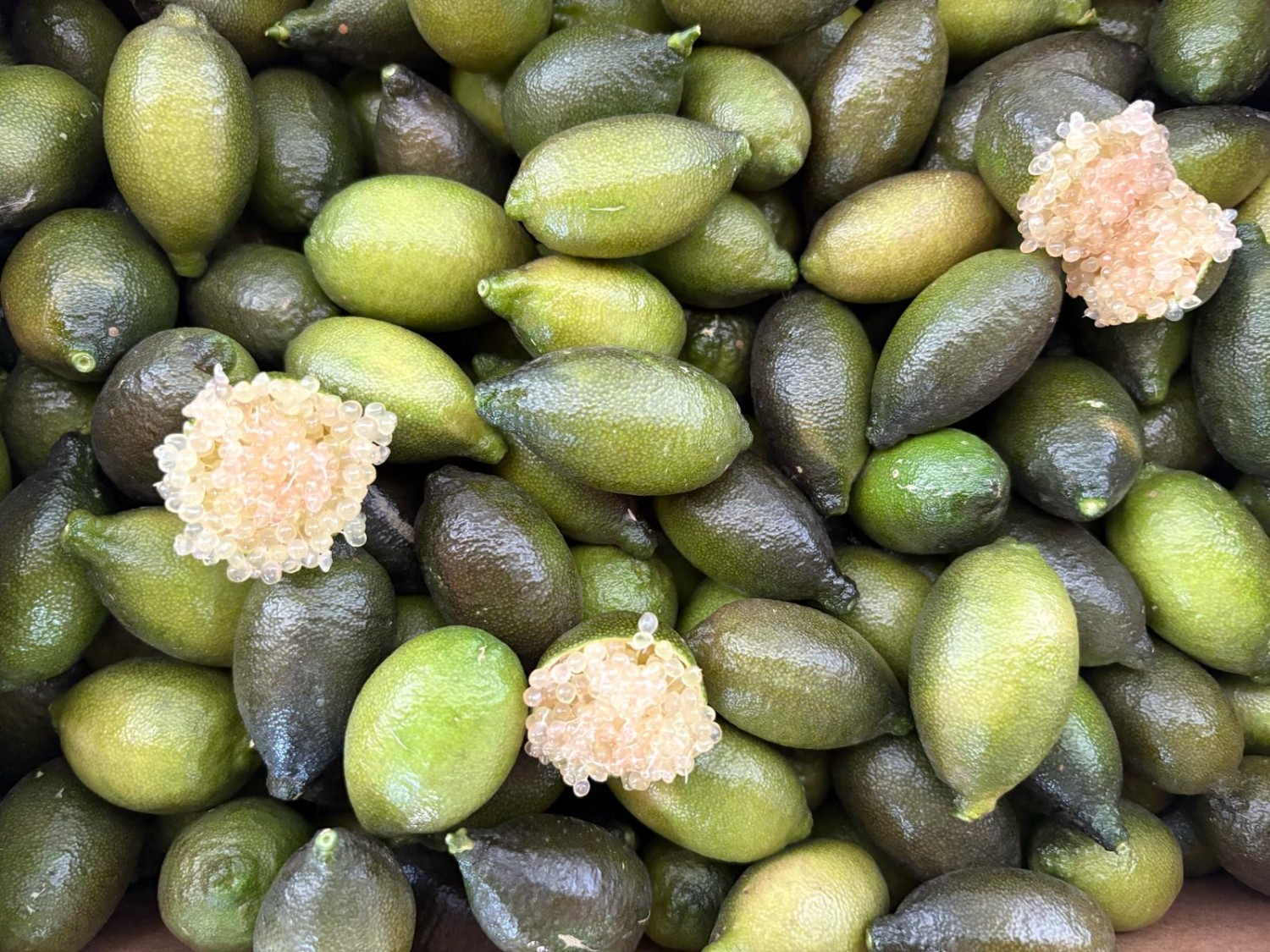 Finger Lime
