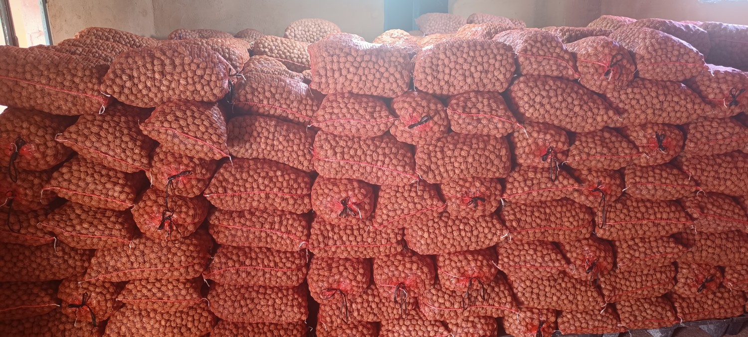Chandler WALNUT IN SHELL 10 KILOS