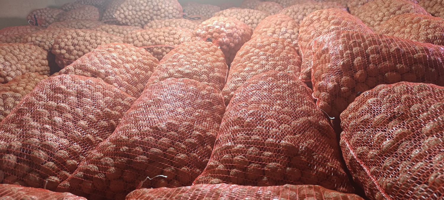 Chandler WALNUT IN SHELL 10 KILOS