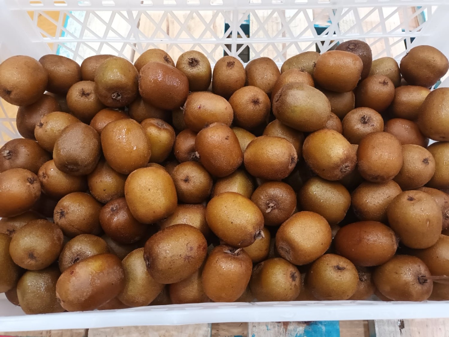 Kiwi var. Soreli - 10kg plastic box