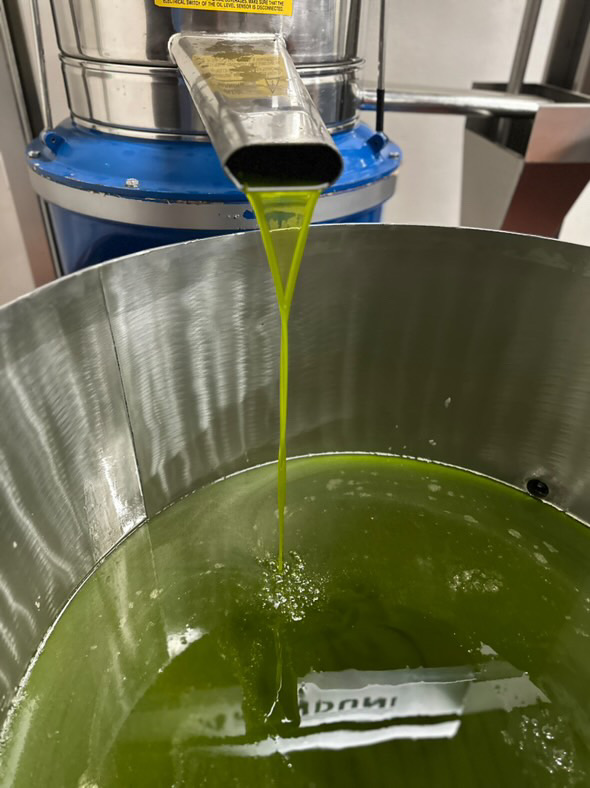 Extra Virgin Olive Oil