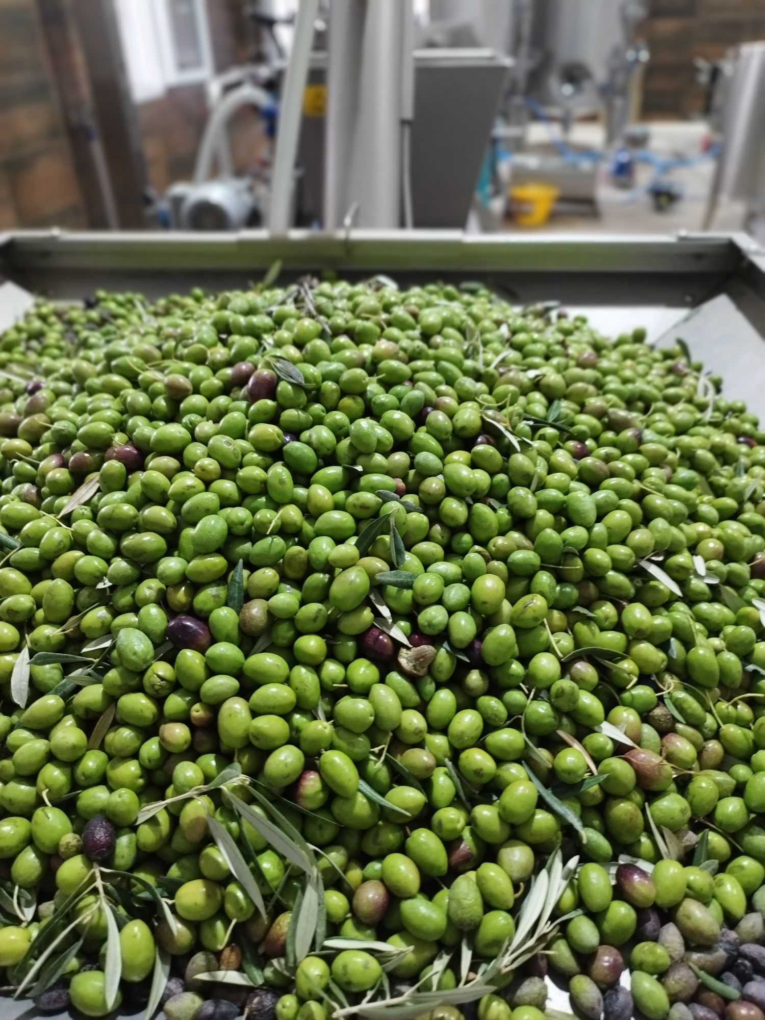 Extra Virgin Olive Oil, Organic - Early Harvest Young Green - 500ml glass bottle (Limited Edition)