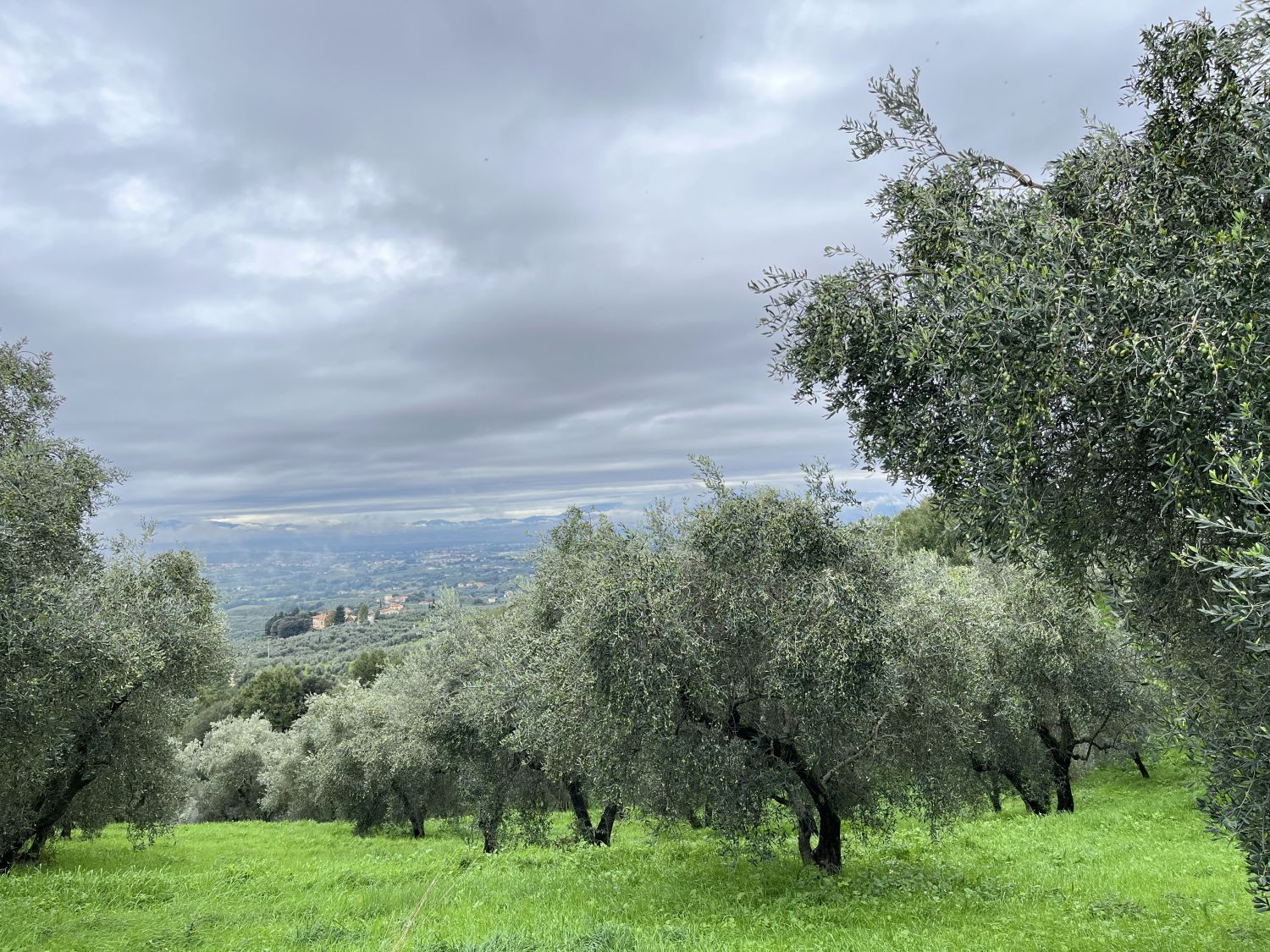 Extra Virgin Olive Oil 1L Metal Can Italy
