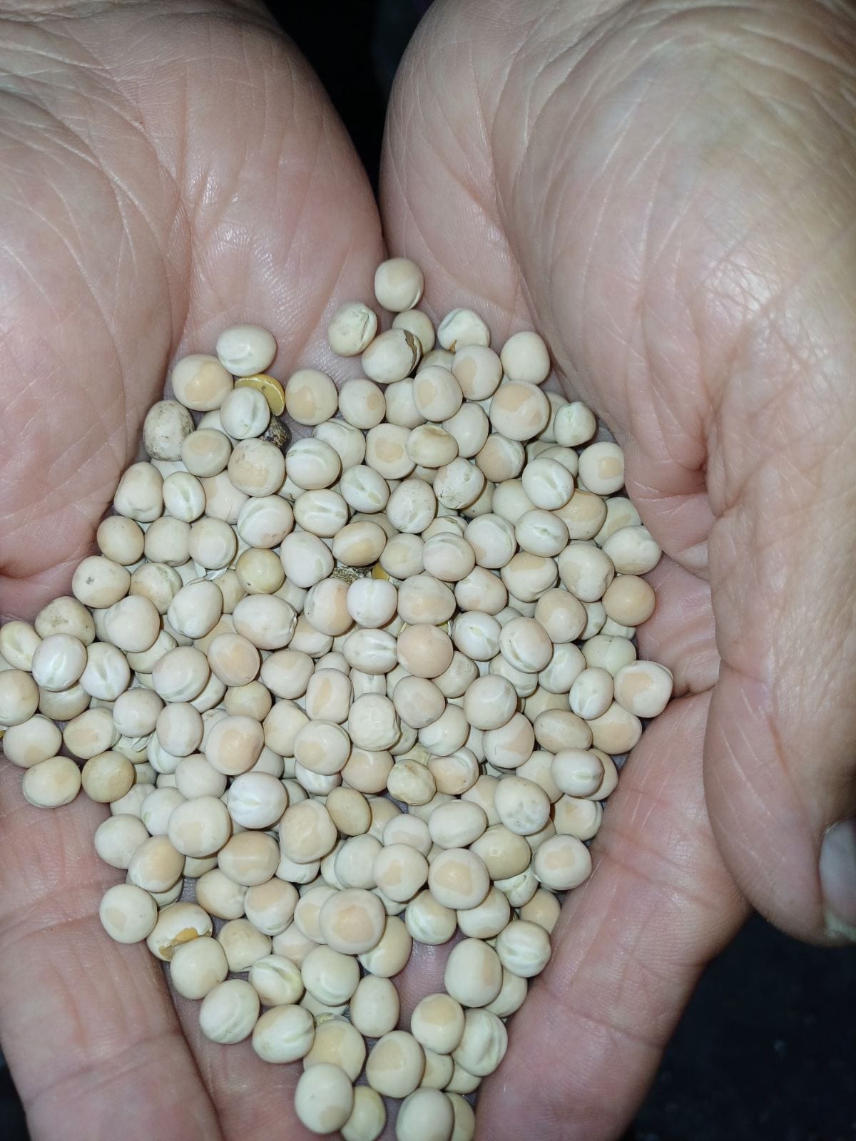 Legumes and Spices
