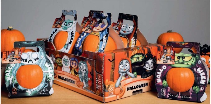Halloween Pumpkin - var. Spitfire - Cat. I - Size 6pcs/box - Origin Poland
