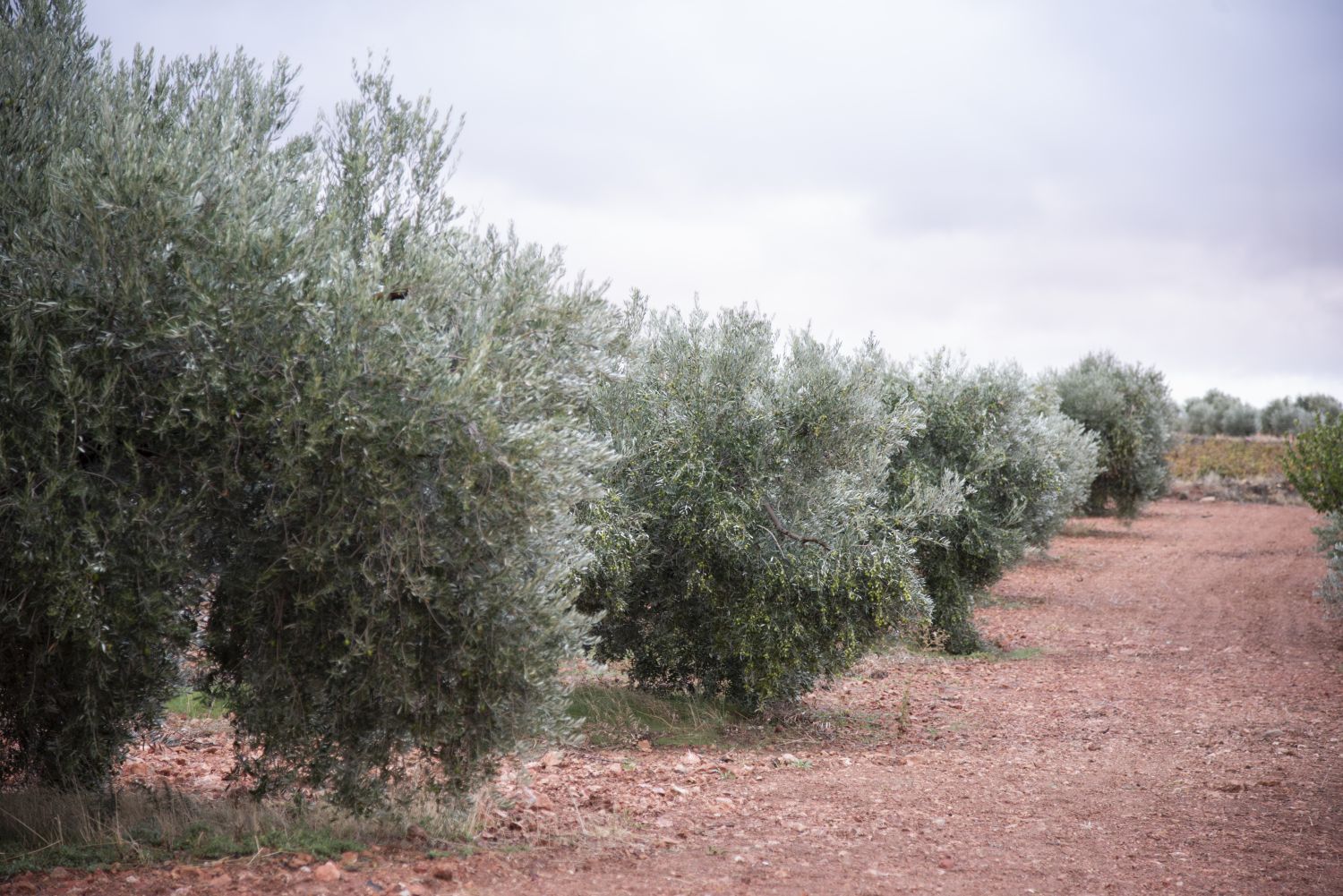 Extra Virgin Olive Oil 250ml Cristal España