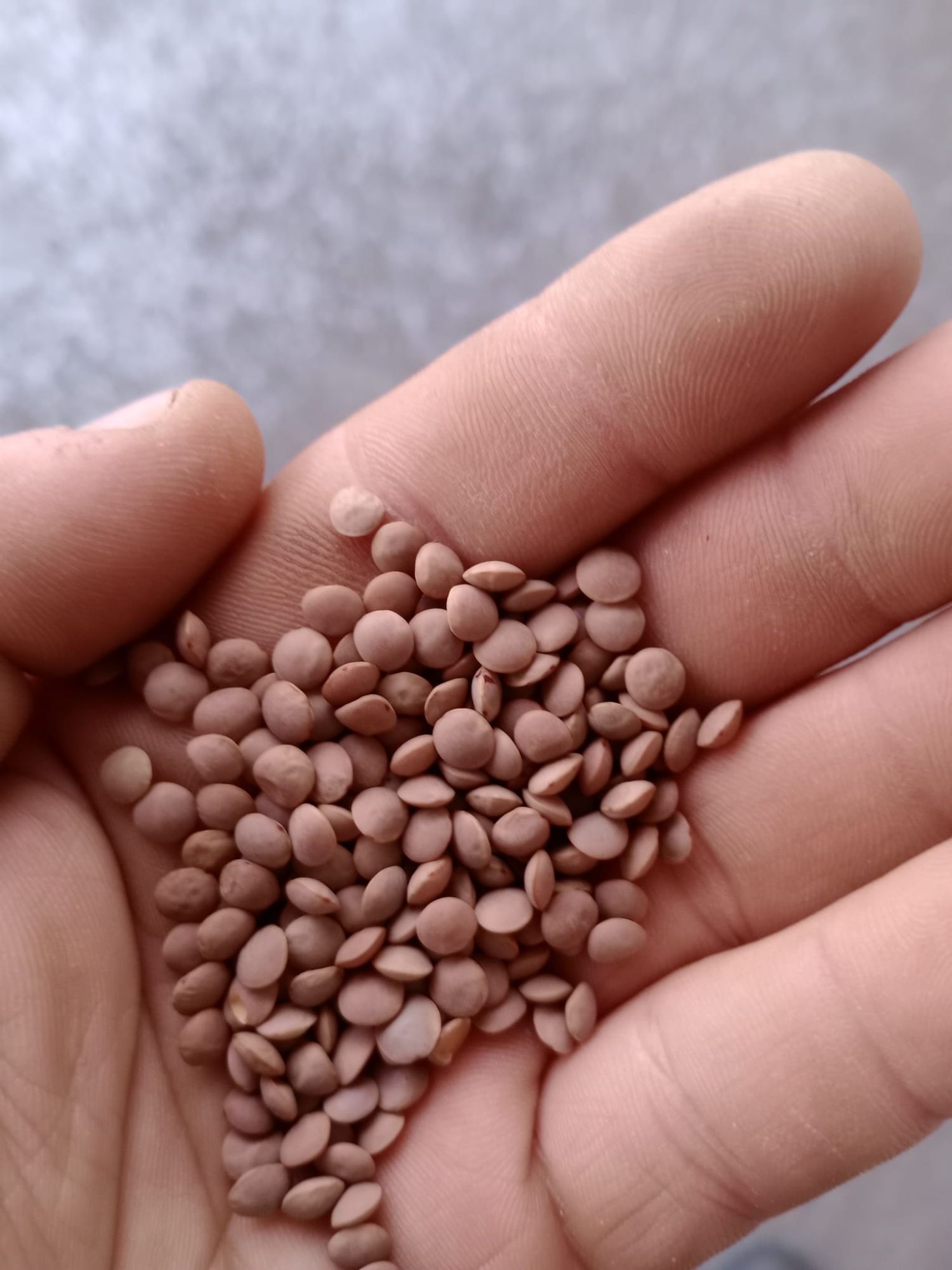 Legumes and Spices