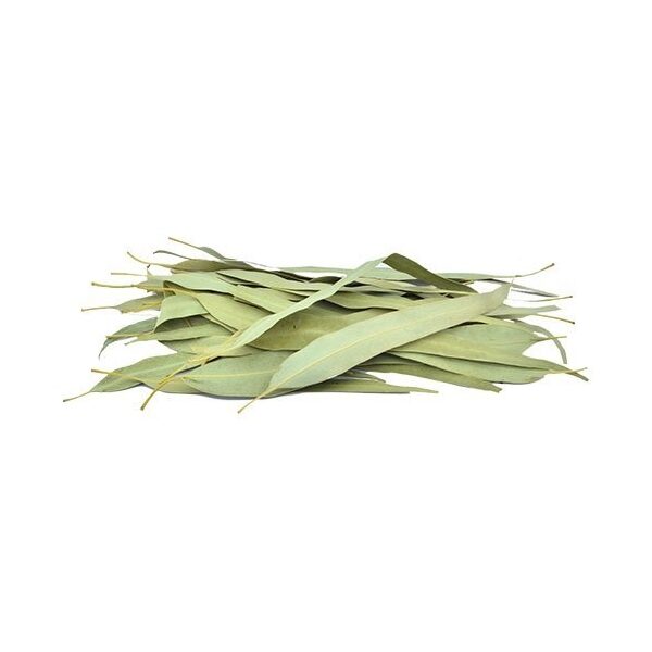 Eucalyptus leaves