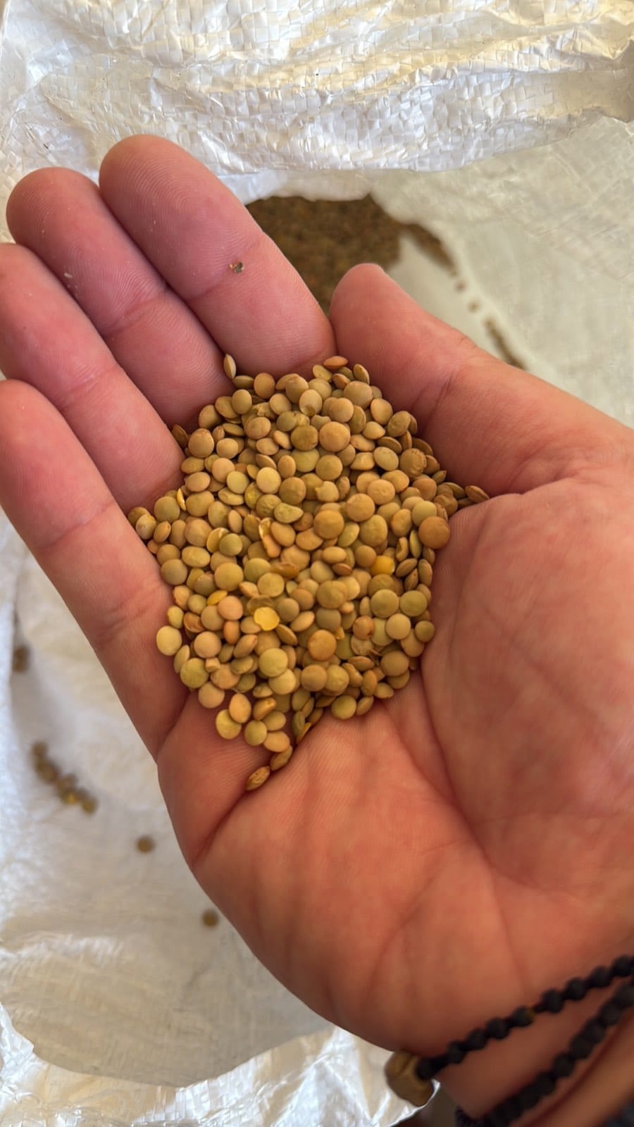 Lentil var. 'Samos' - Medium - 25 Kg bag - Price kg