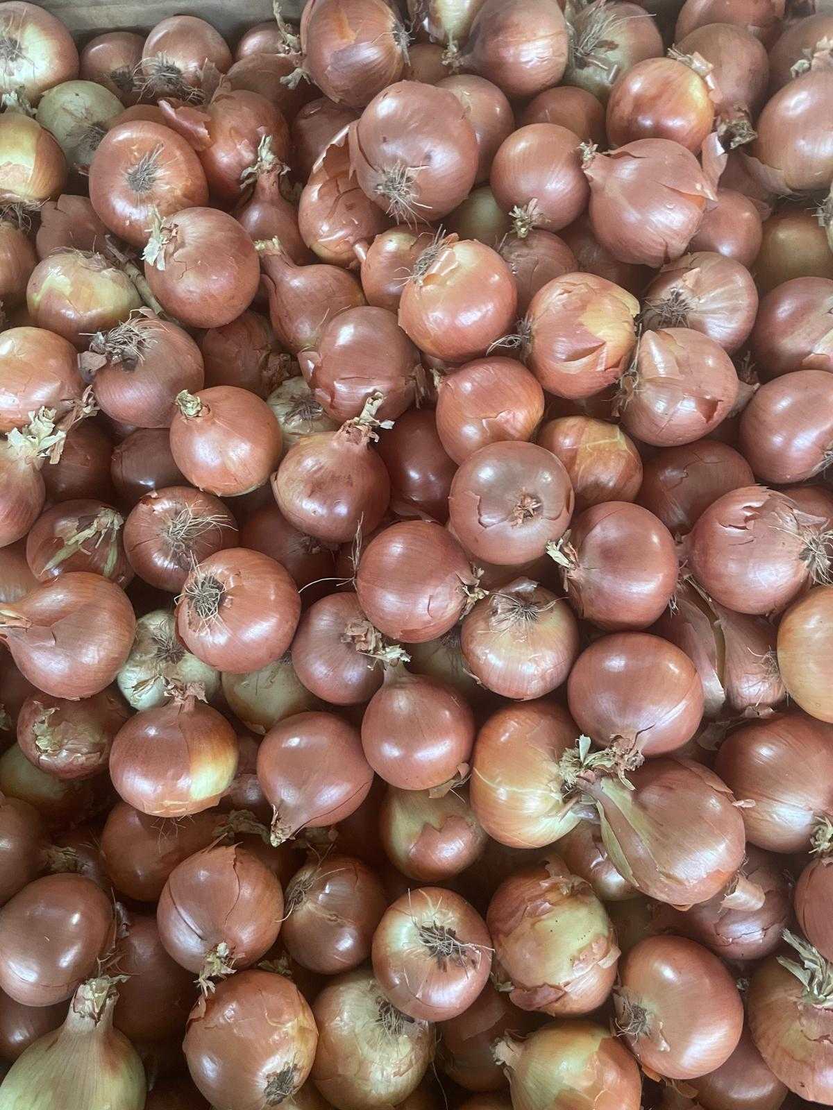 Onions var. Grano- CAT. I -Size 4 (70-90mm) - Bag 20Kg