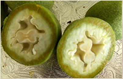 Organic Fresh Walnut For Spoon Dessert