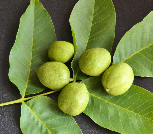 Organic Fresh Walnut For Spoon Dessert