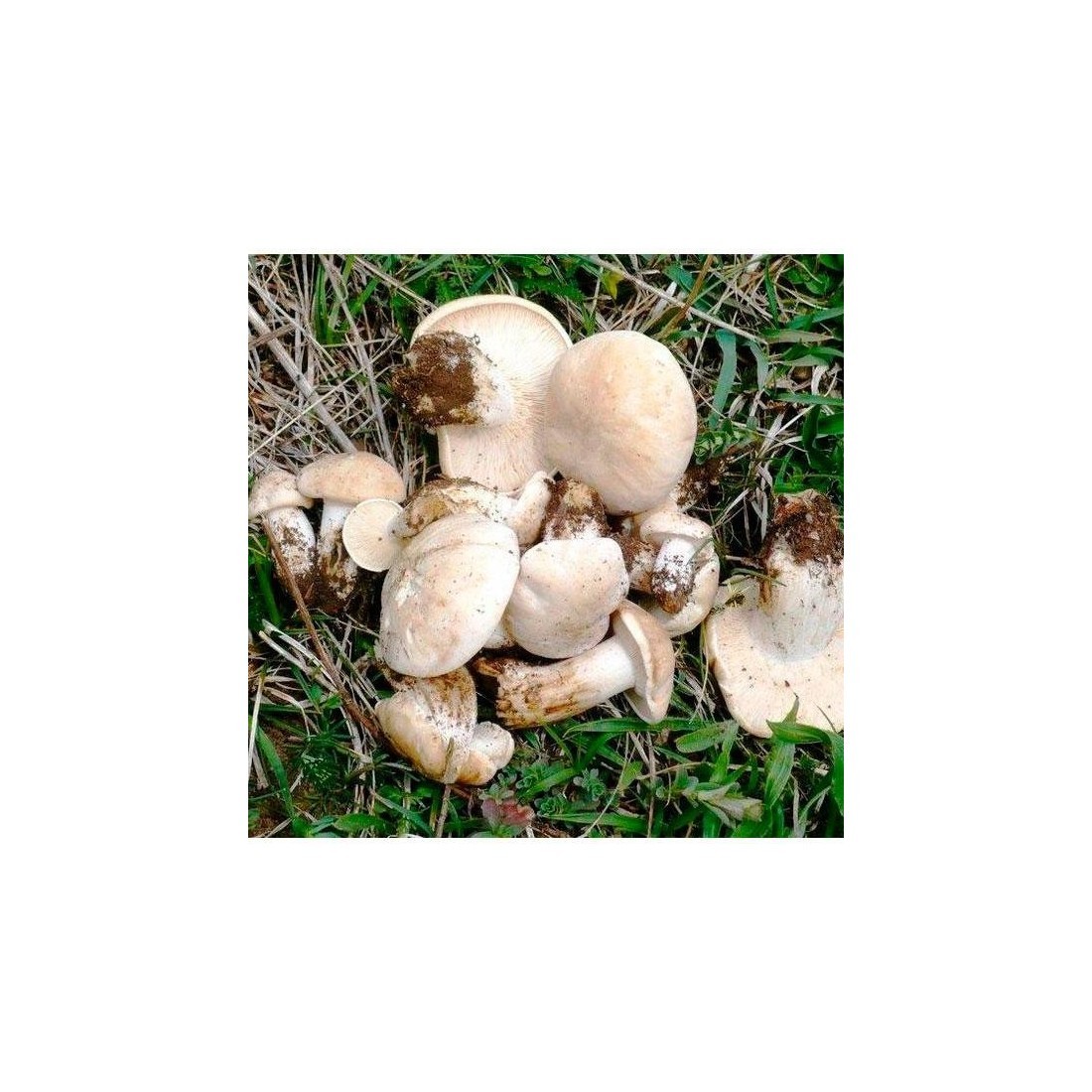 Dried Perrechico mushrooms - in bulk