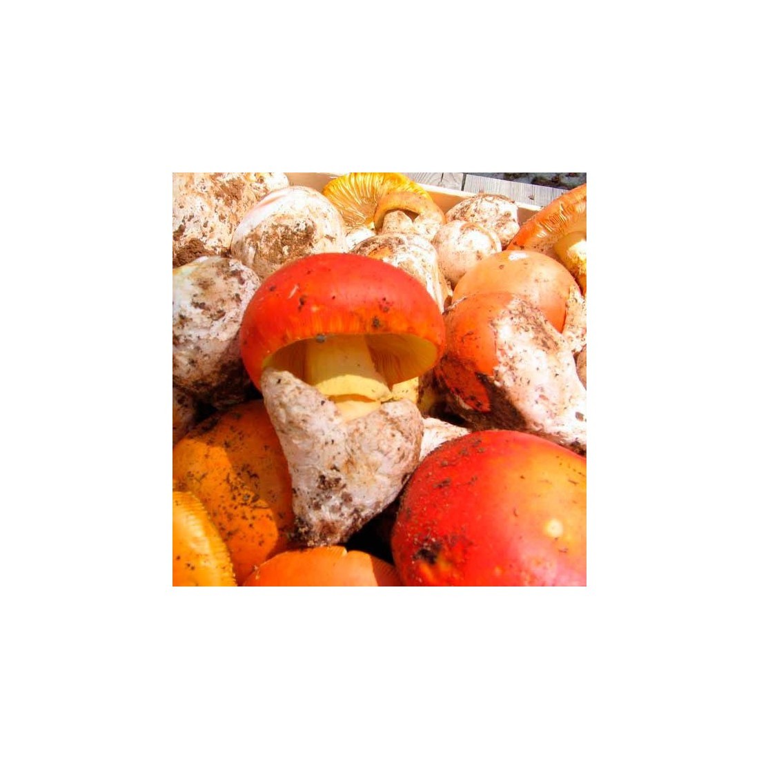 Dried Amanita Caesarea - in bulk