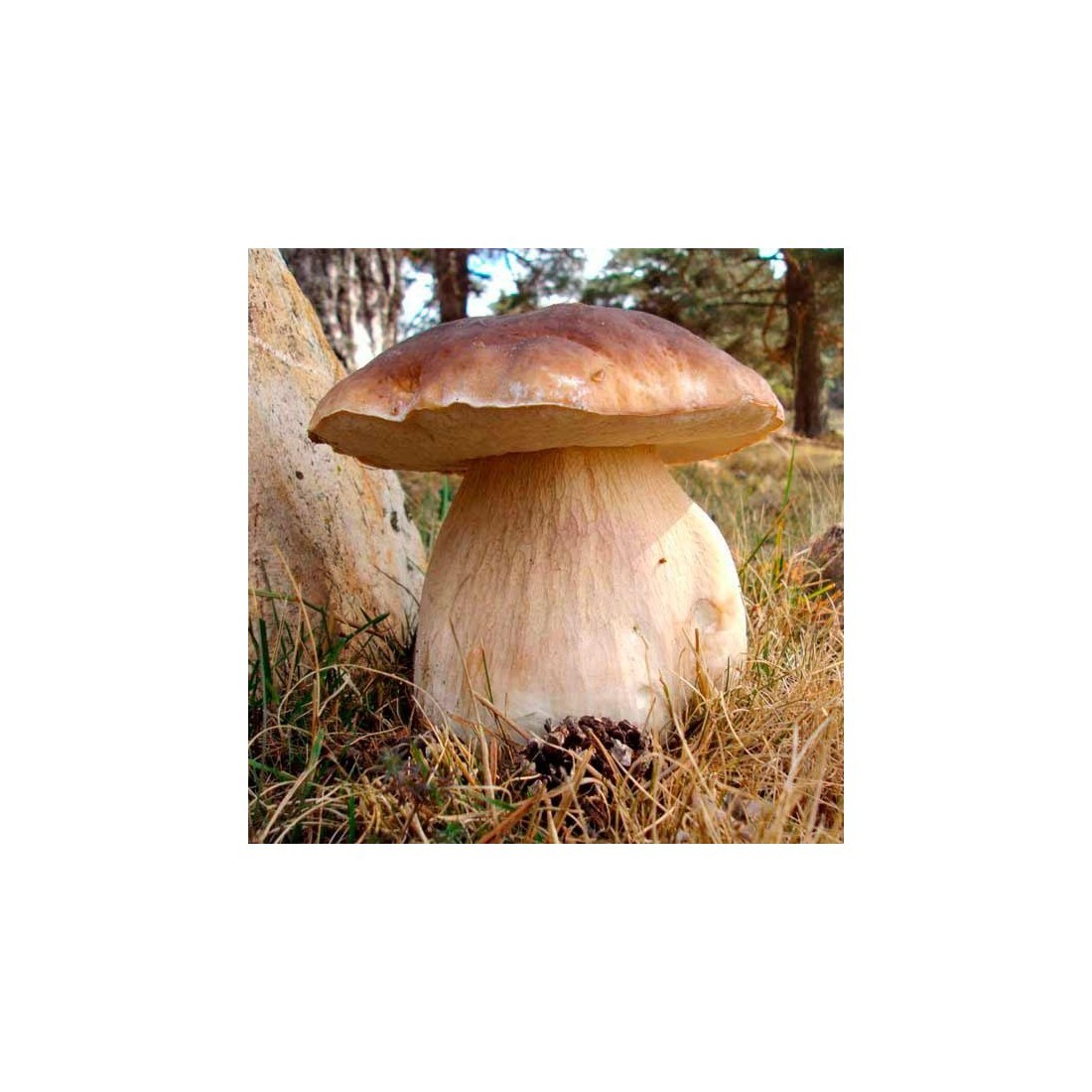Dried Boletus mushrooms - Cat. 1st bulk