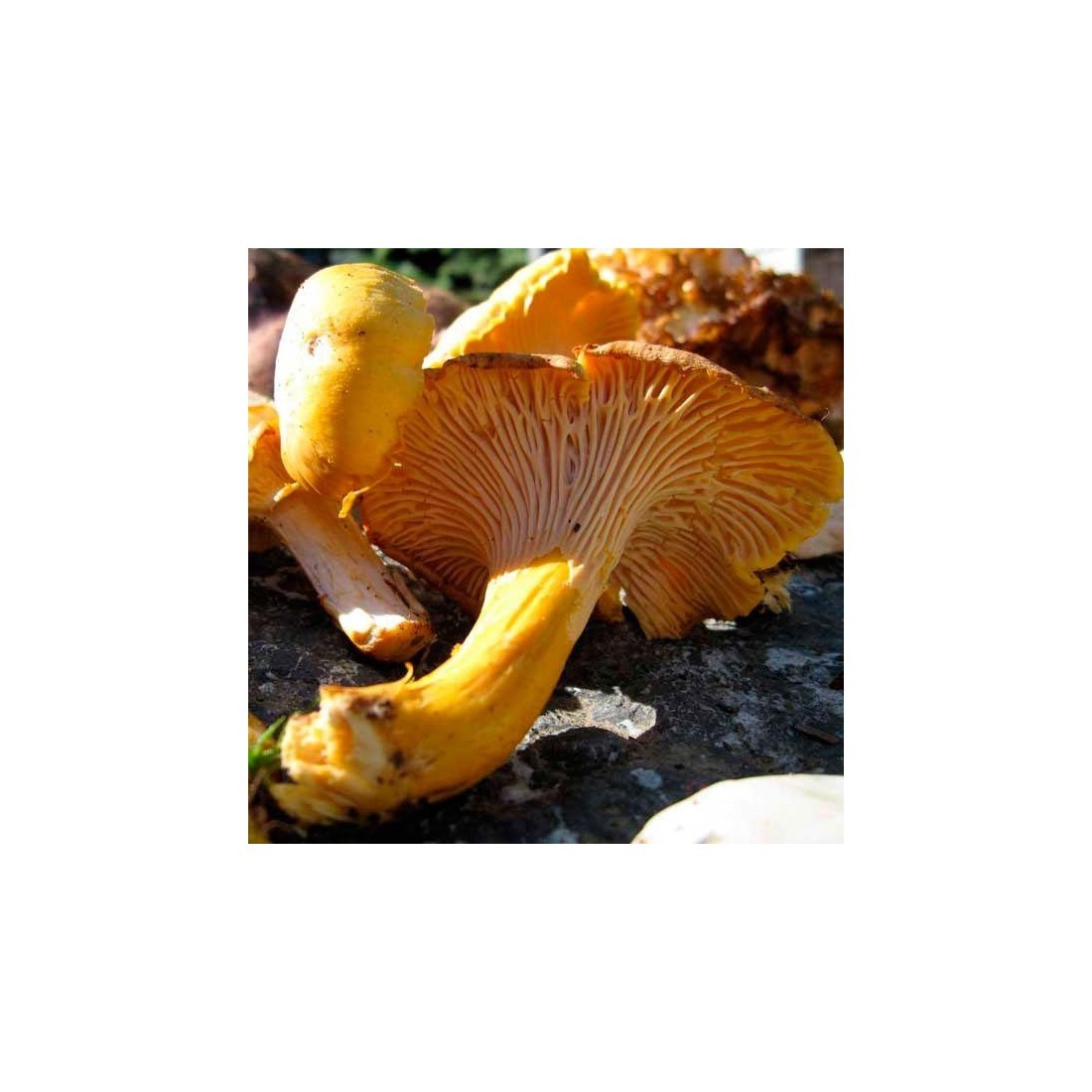 Chanterelle Flour in Bulk