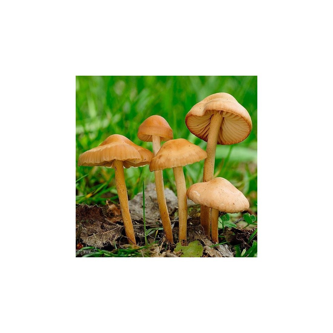 Bulk Fairy Ring Mushroom Flour