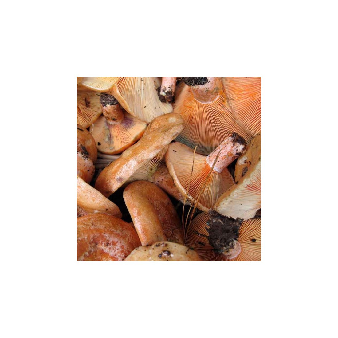 Dried saffron milk cap mushrooms - in bulk