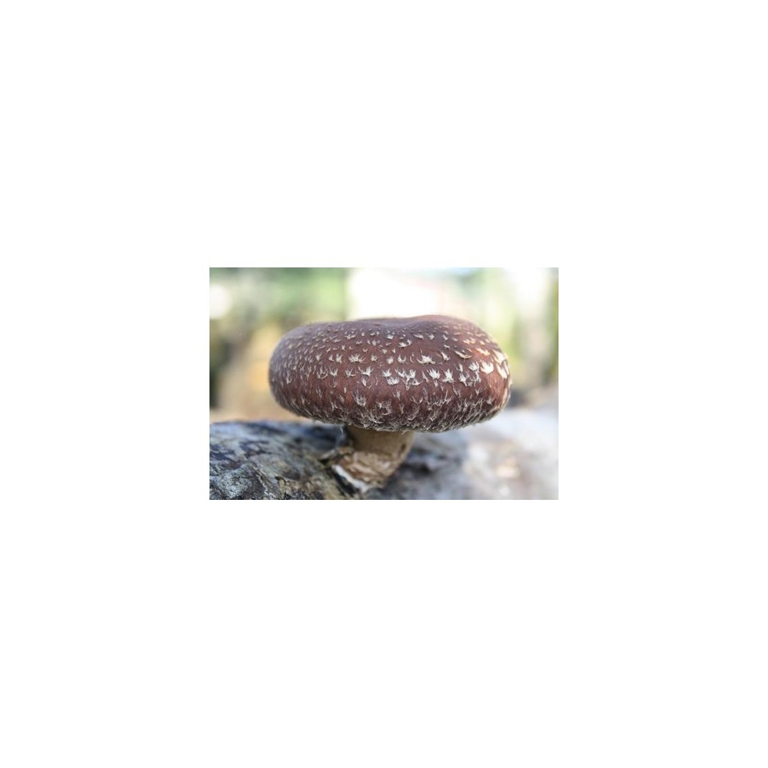Dried shiitake mushrooms - in bulk